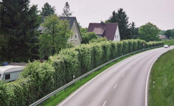 groen 3.jpg