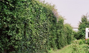 groen 001.jpg