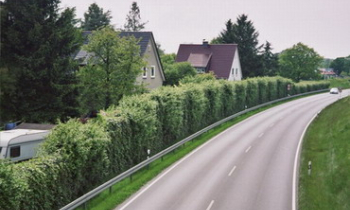 groen 3.jpg