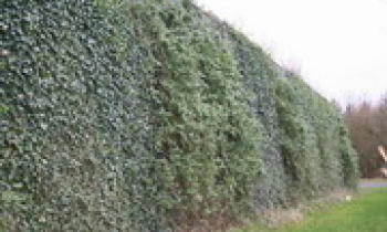 groen 003.jpg