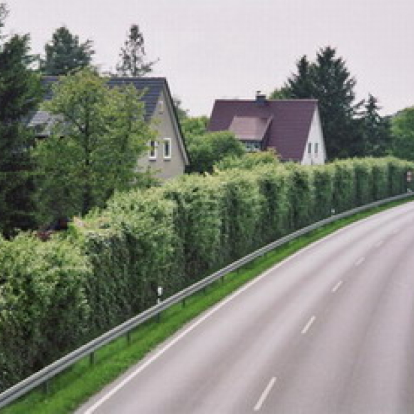 groen 3.jpg